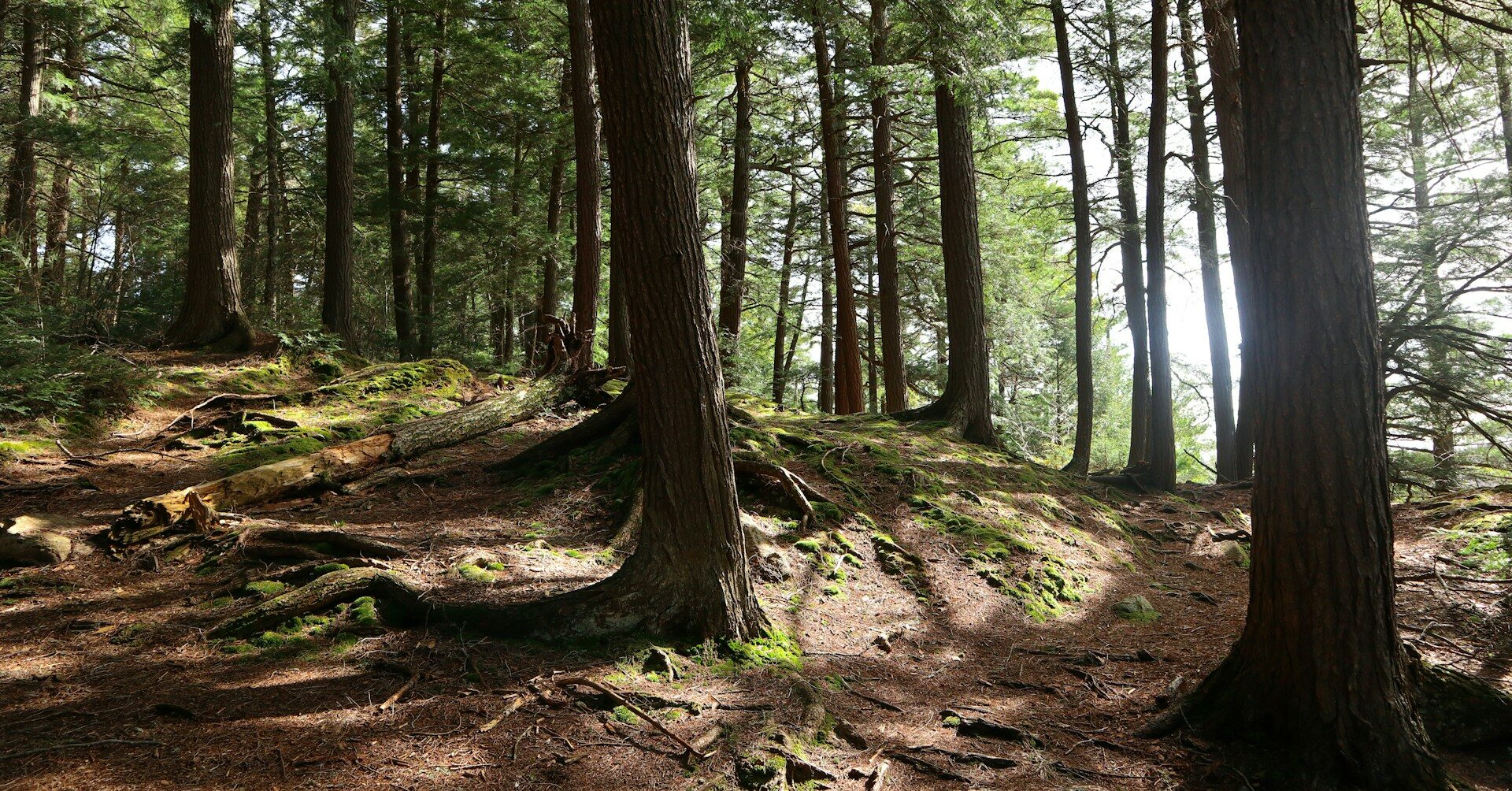 Forest of trees with dappled sunlight.